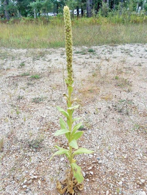 Common mullein