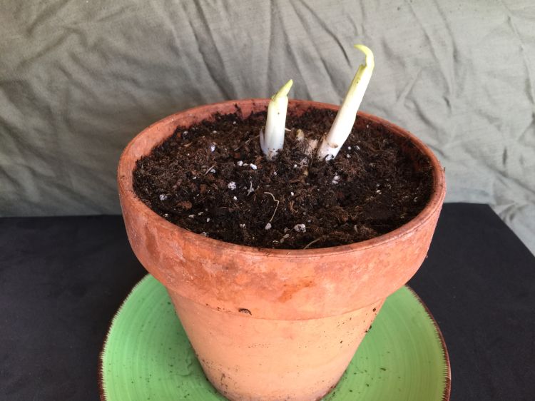 Plant growing in pot. Photo credit: Patrick Voyle