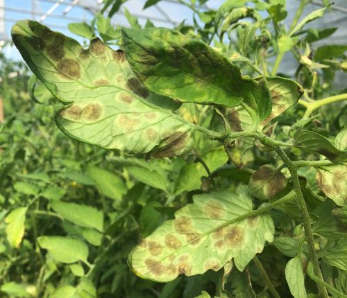 Tomato leaf mold