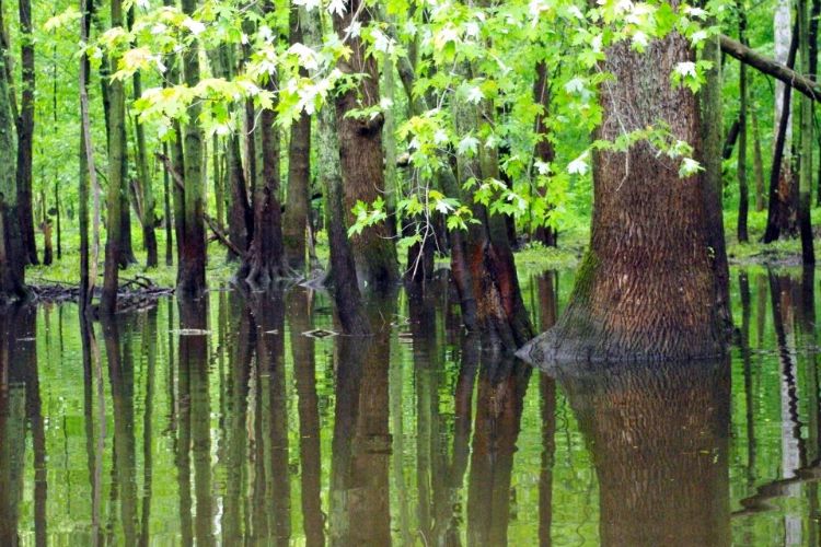 A Michigan swamp, or wooded wetland, provides spring storage, filtration and infiltration of flood waters – preventing property damage and pollution of waterways while recharging groundwater supplies. Photo credit: MSU’s Kellogg Biological Station