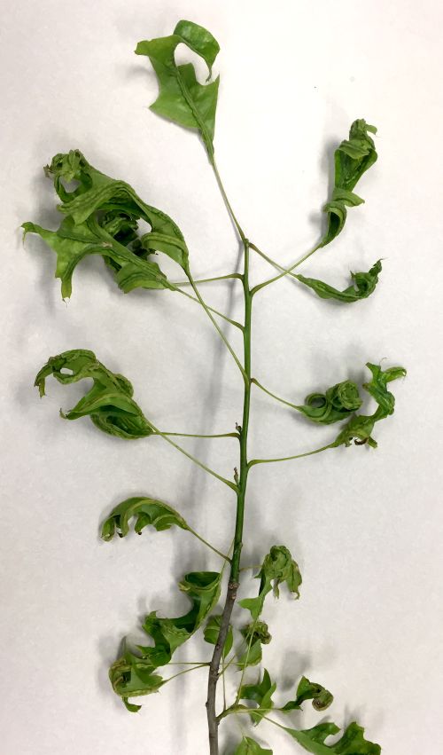 Oak vein pocket gall on red oak.