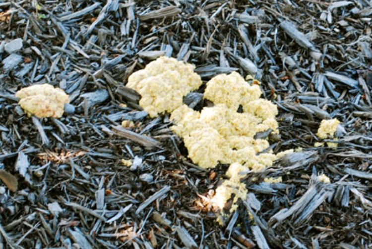 “Dog vomit” slime mold commonly occurs on landscape mulch after heavy spring rains. Photo credit: Jill O’Donnell, MSU Extension