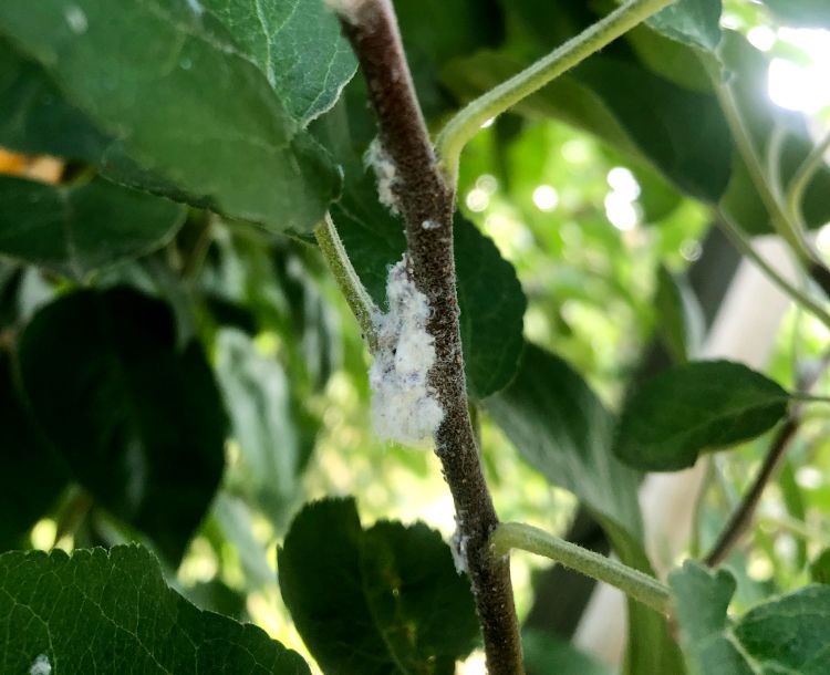 Woolly apple aphids in McIntosh