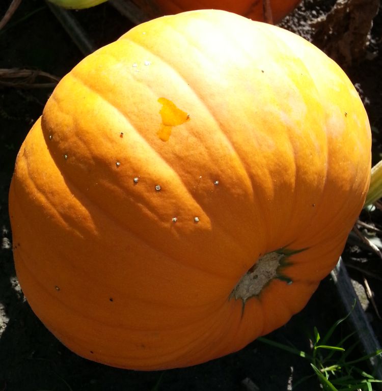 Angular leaf spot symptoms in pumpkin fruit. Photo by Lina Rodriguez Salamanca, MSU Extension