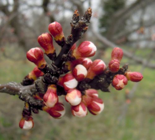 These apricots at white bud would be damaged at 24 F; some would survive down to 14 F. Each bud contains a single flower. Photos by Mark Longstroth, MSU Extension