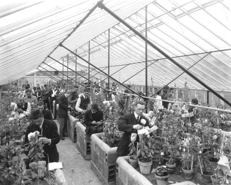 Archive image of Horticulture students working in a greenhouse circa 1915.