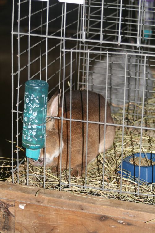 Rabbit drinking water in a pen.