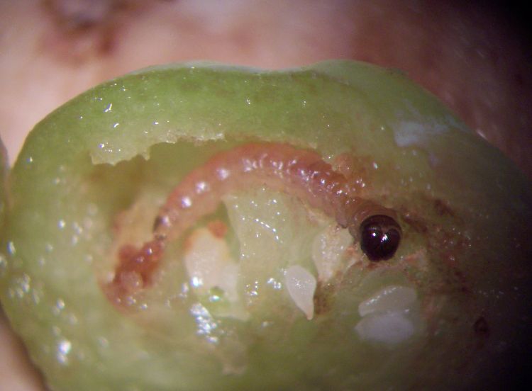 Cherry fruit worm larva at the mid to end of June in Fennville, Michigan. Photos by Carlos Garcia-Salazar.