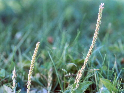 broadleaf plantain4.jpg