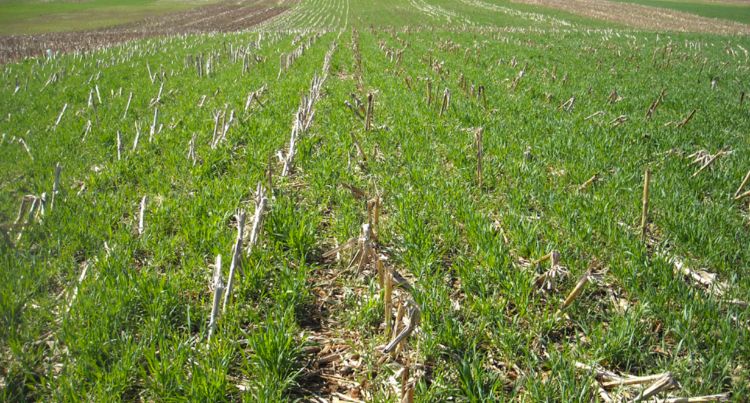 Cereal rye cover crops growing post corn