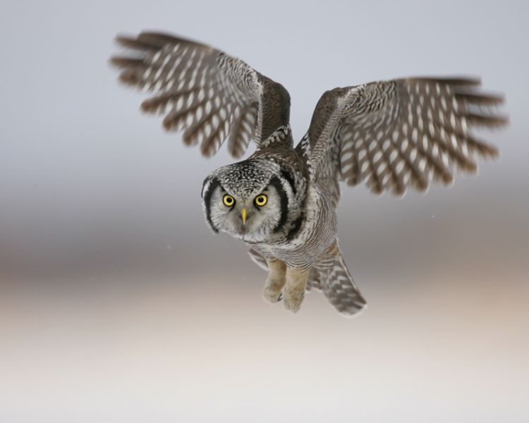 A northern hawk owl is seen with its wings spread as it hovers but appears to be looking straight at the camera.