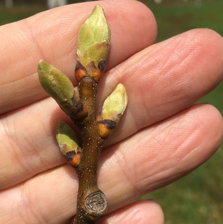 ‘Precoce Migoule’ at 0.5-inch green tip in New Era, Michigan, on May 3, 2017. Image courtesy of Dennis Fulbright, MSU.