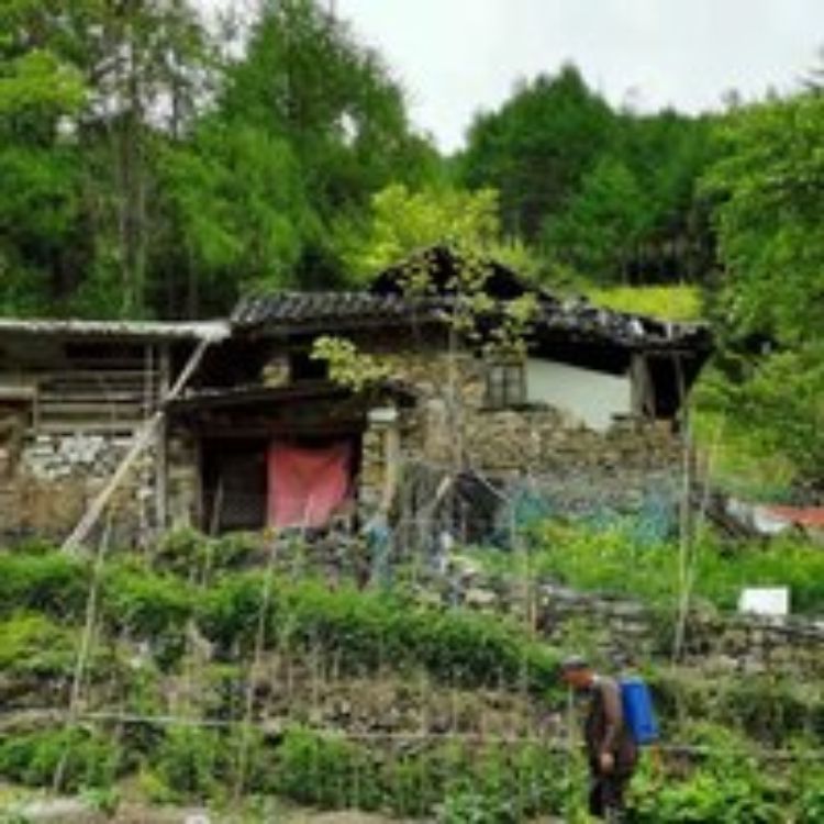 A farmer in China working on a remaining cropland surrounded by GTGP forest