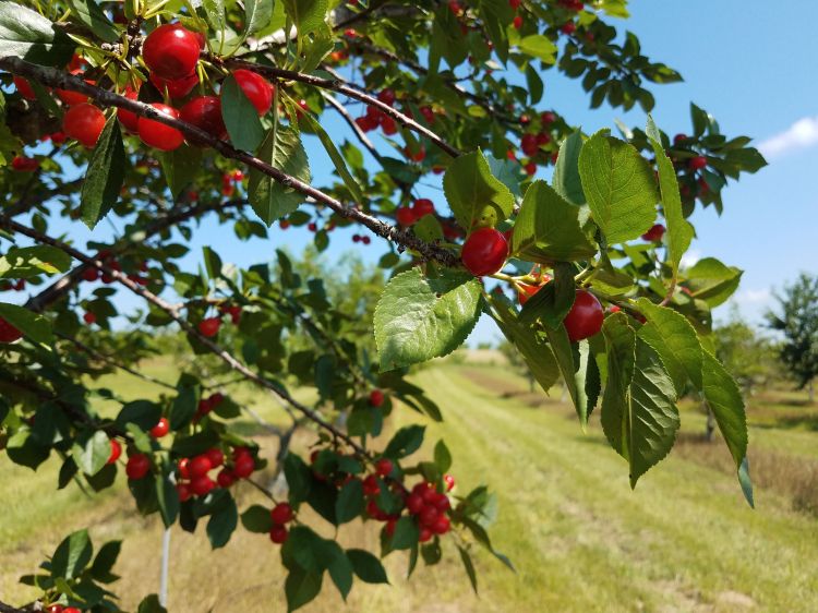 Cherries