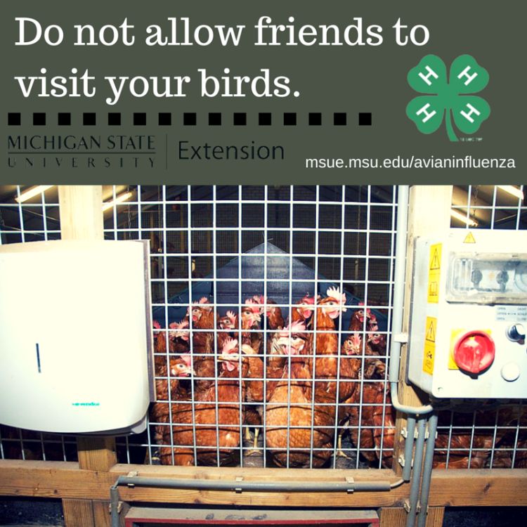 Limiting exposure to your animals is an important biosecurity tip for preventing the spread of disease. Photo credit: ANR Communications | MSU Extension