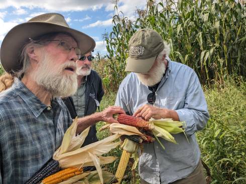 3 people looking at different varieties of corn. One in the foreground looks quite contemplative.