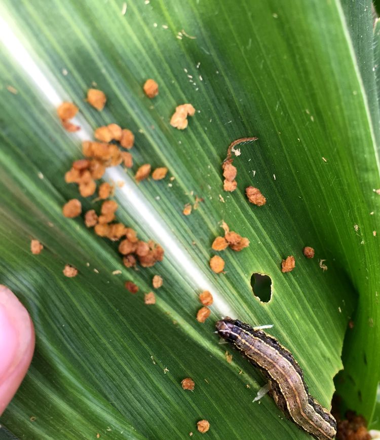 Fall armyworm larvae on sweet corn, note the distinctive markings on the larvae’s head. Photo: Marissa Schuh, MSU Extension.