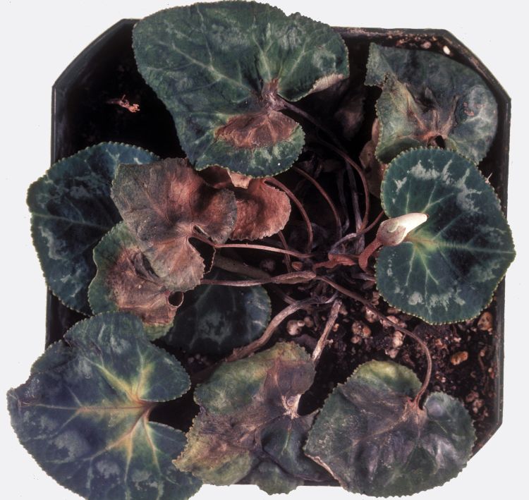 Photo 1. Foliage symptoms of Fusarium on cyclamen. Photo credit: Department of Plant Pathology Archive, North Carolina State University, Bugwood.org
