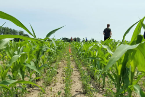 Forage research field day scheduled for July 31