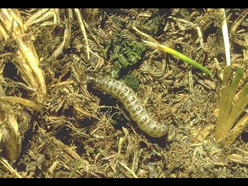 Sod Webworm Caterpillar