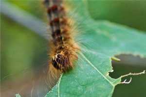 Eliminating Egg Masses Now Will Prevent Leaf Eating Gypsy Moth