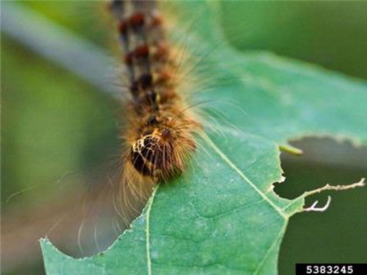 Spongy moth larvae eating leaves. Photo credit: John H. Ghent, USDA Forest Service, Bugwood.org