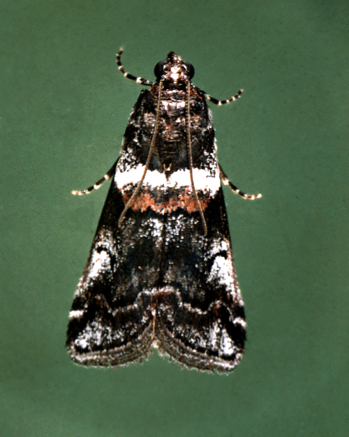  The adult is a bluish-gray moth with white bands. 