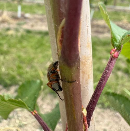 A rose chafer insect on the stem of a newly planted cherry tree.