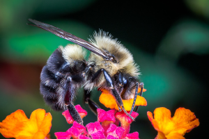 Register now for national conference on protecting pollinators in urban landscapes