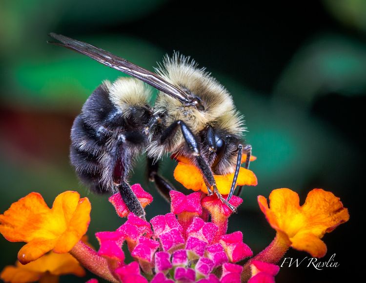 Bumble bee on Lantana