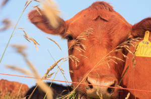 Michigan State University to host sixth International Symposium on Beef Cattle Welfare Webinar Series in 2022