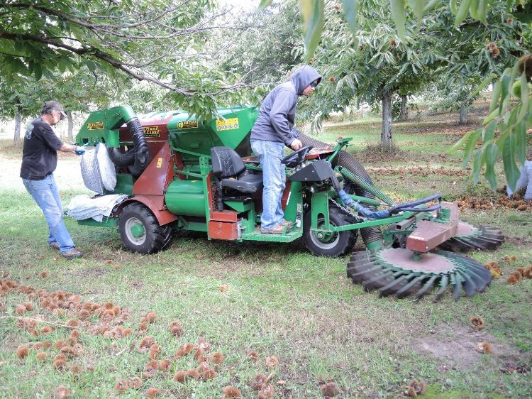Harvesting chestnuts