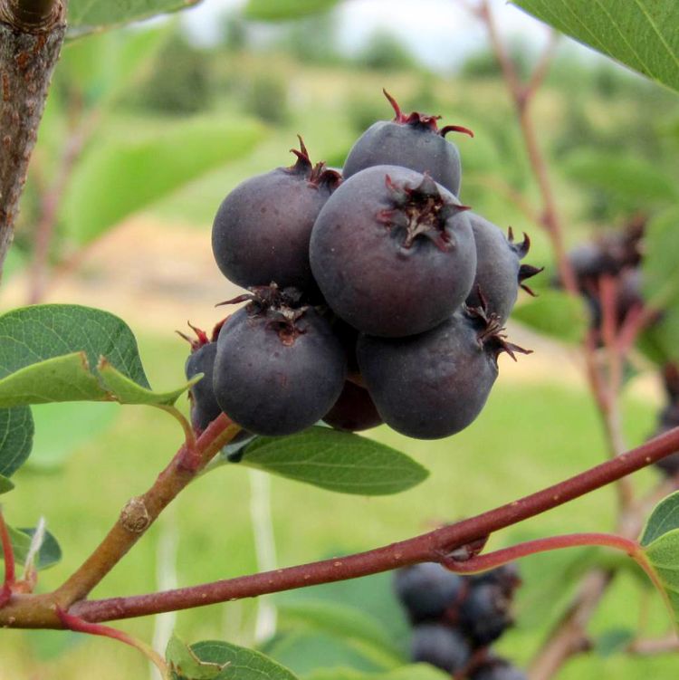 Saskatoon berries. Photo: Duke Elsner, MSU Extension.