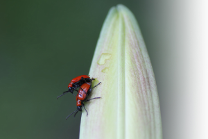 Lily leaf beetle: Watch out for this garden pest