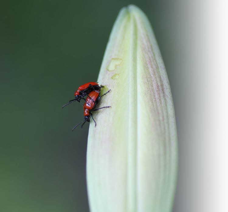 Lily Leaf Beetle Watch Out For This Garden Pest Msu Extension