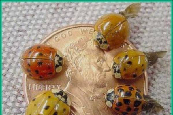 Multicolored Asian Lady beetle Plant Pest Diagnostics
