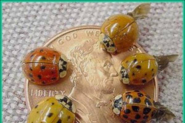 Multicolored Asian Lady beetle - Plant & Pest Diagnostics