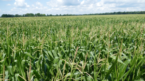 Southwest Michigan field crops update – July 14, 2022