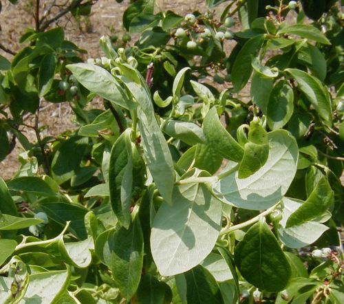 Blueberry plant showing leaf curling