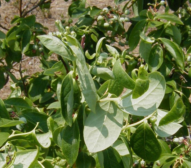 New 2,4-D formulation offers greater safety for berries, tree ...