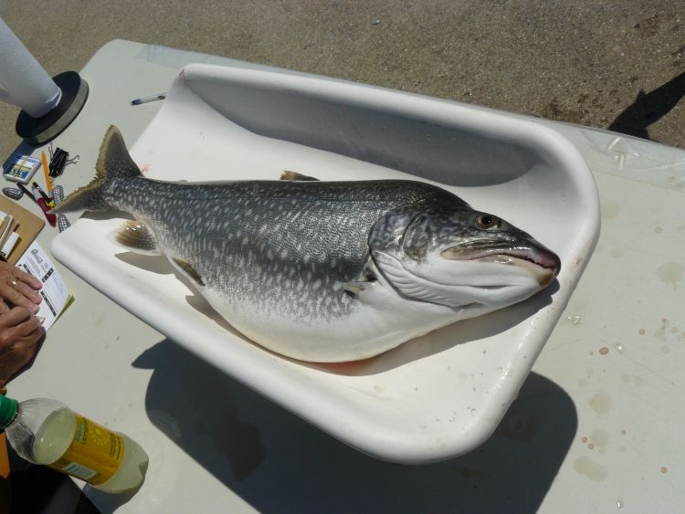 It takes a lot of food for a lake trout to grow this big, but a Chinook salmon eats much more on an annual basis. Photo: Michigan Sea Grant