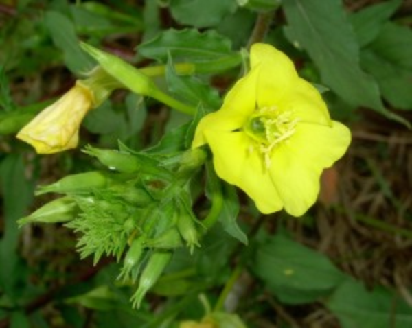 common eveningprimrose plant