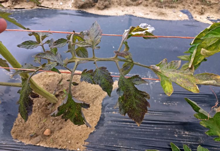 Phosphorous deficiency in transplanted field tomato