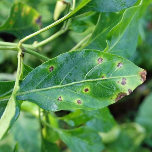 Bacterial spot on pepper