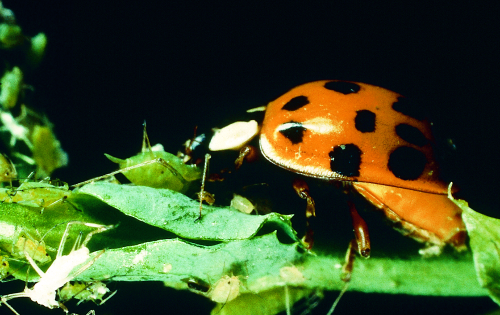 Multi-colored Asian lady beetles have an orange tint that varies from dark to faint. May have zero to 20 spots. 