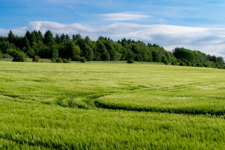 A pasture.