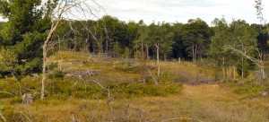 Oak Wilt Treatment Msu Extension