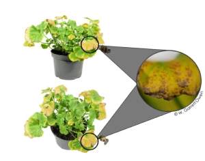 Register for the online Abiotic Disorders of Greenhouse Crops Course