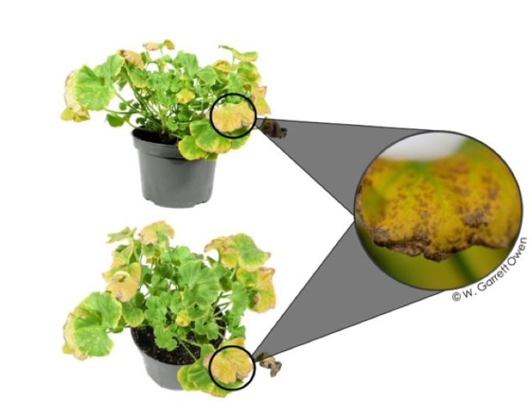 Abiotic disorder on geranium plant
