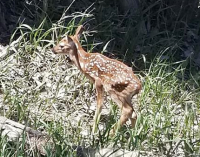 Fawn with chronic wasting disease